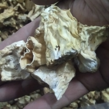 批发羊肚菌柄