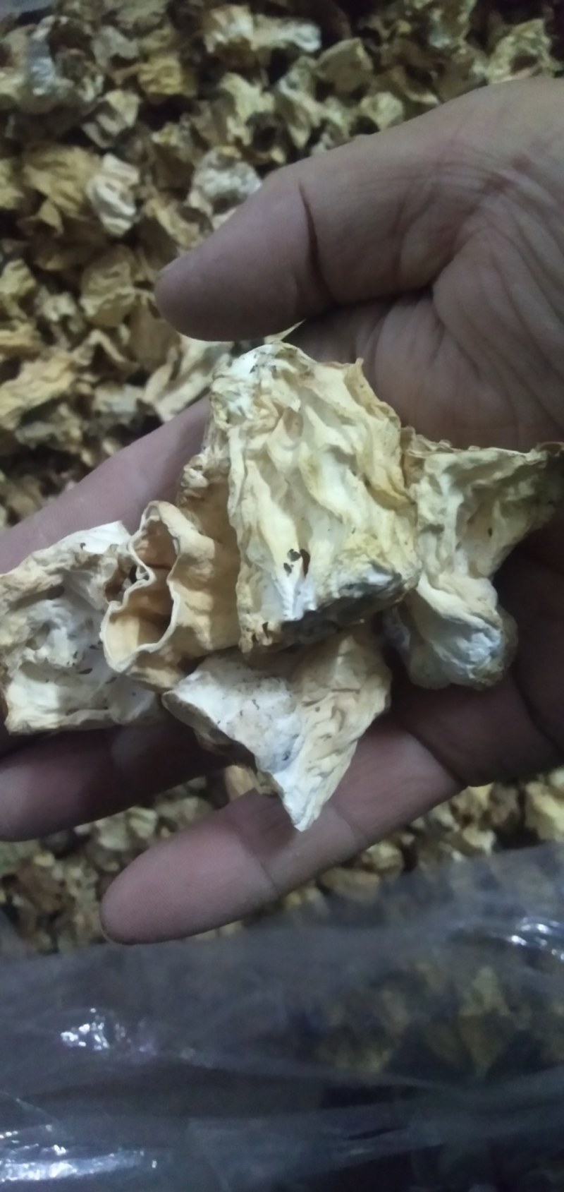 批发羊肚菌柄