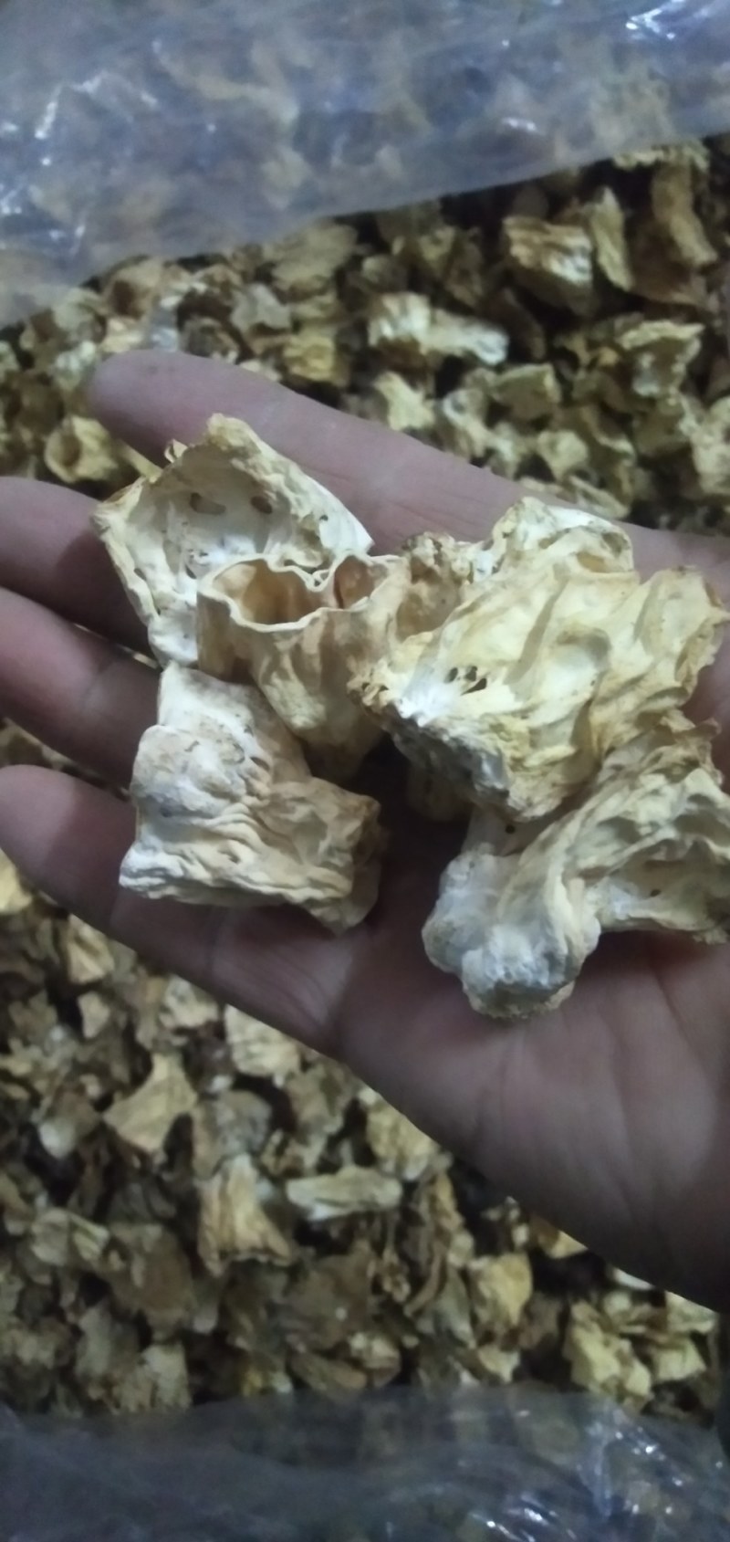 批发羊肚菌柄