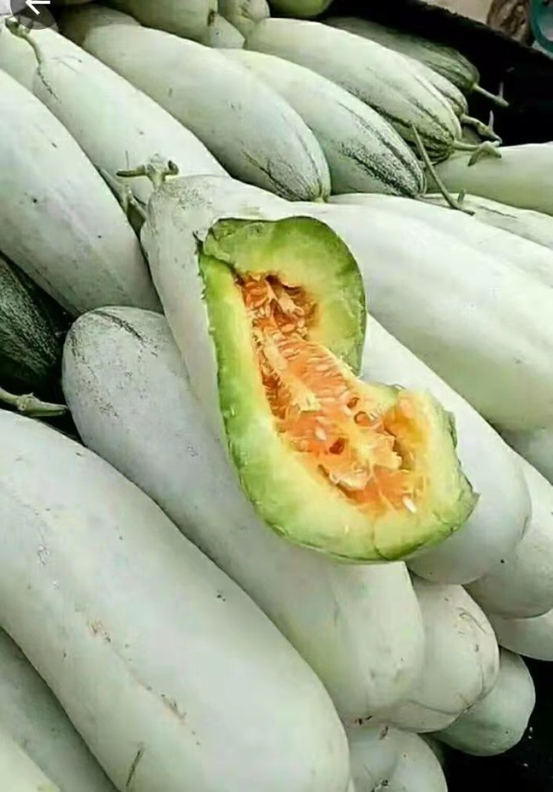羊角蜜甜瓜苗羊角酥甜瓜苗甜瓜嫁接苗早春薄皮甜瓜苗