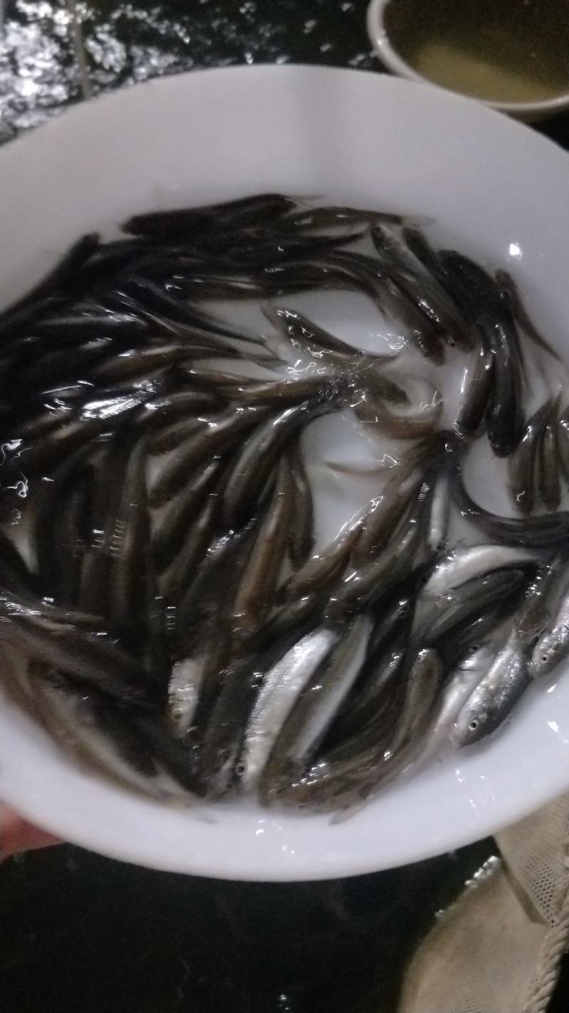 优质淡水银雪鱼苗品种好效益高好养快大高产量