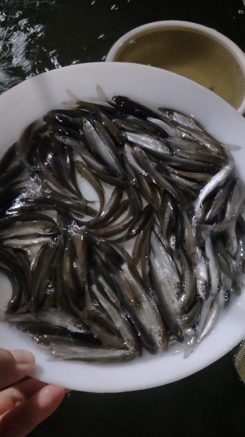 优质淡水银雪鱼苗品种好效益高好养快大高产量
