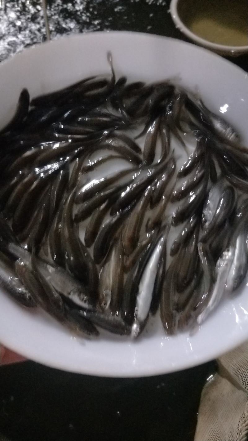 优质淡水银雪鱼苗品种好效益高好养快大高产量