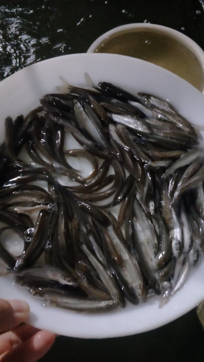 优质淡水银雪鱼苗品种好效益高好养快大高产量
