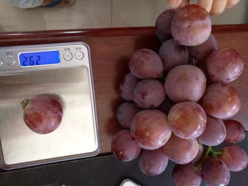 阳光玫瑰葡萄苗蓝宝石葡萄苗巨峰葡萄苗