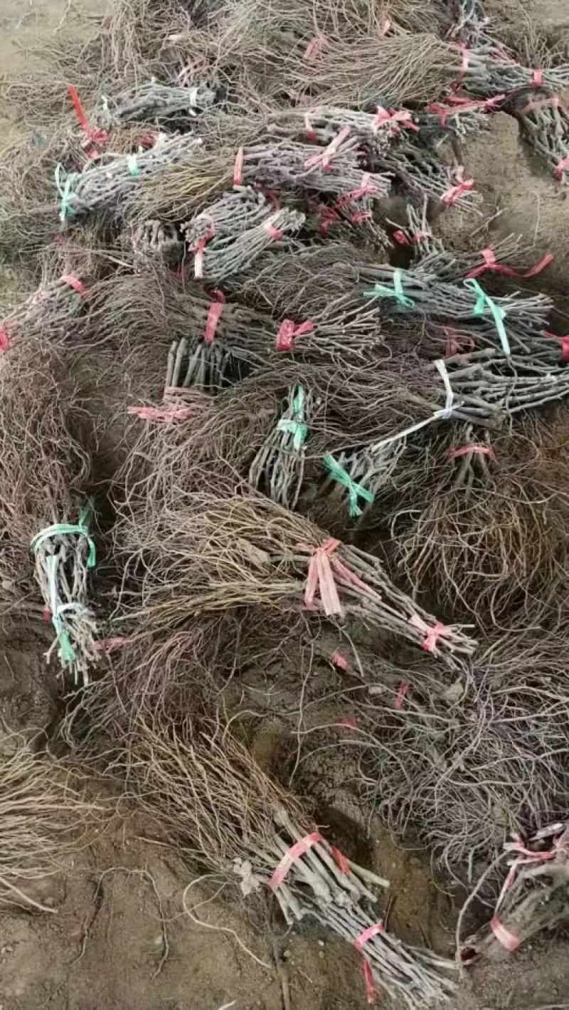 阳光玫瑰葡萄苗蓝宝石葡萄苗巨峰葡萄苗