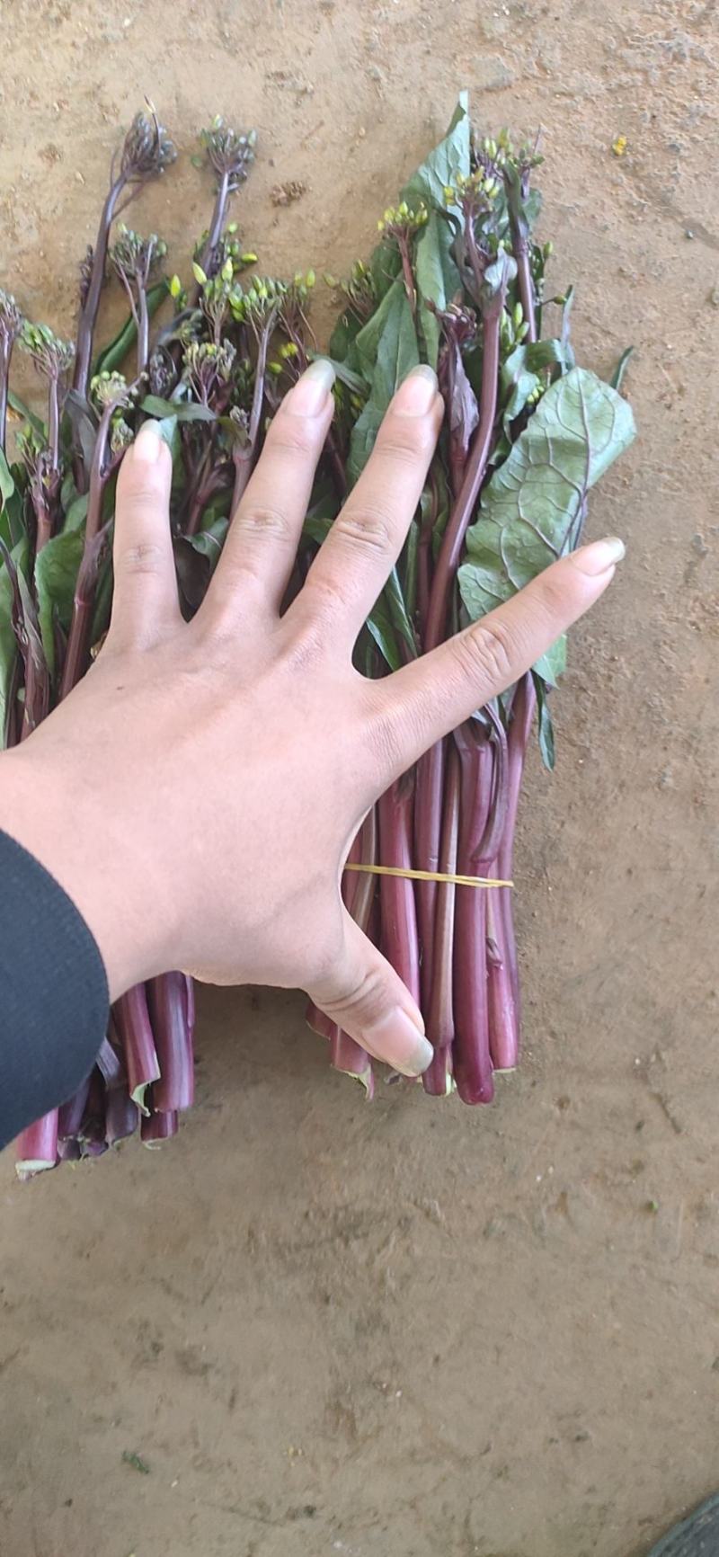 红菜苔