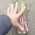 红菜苔