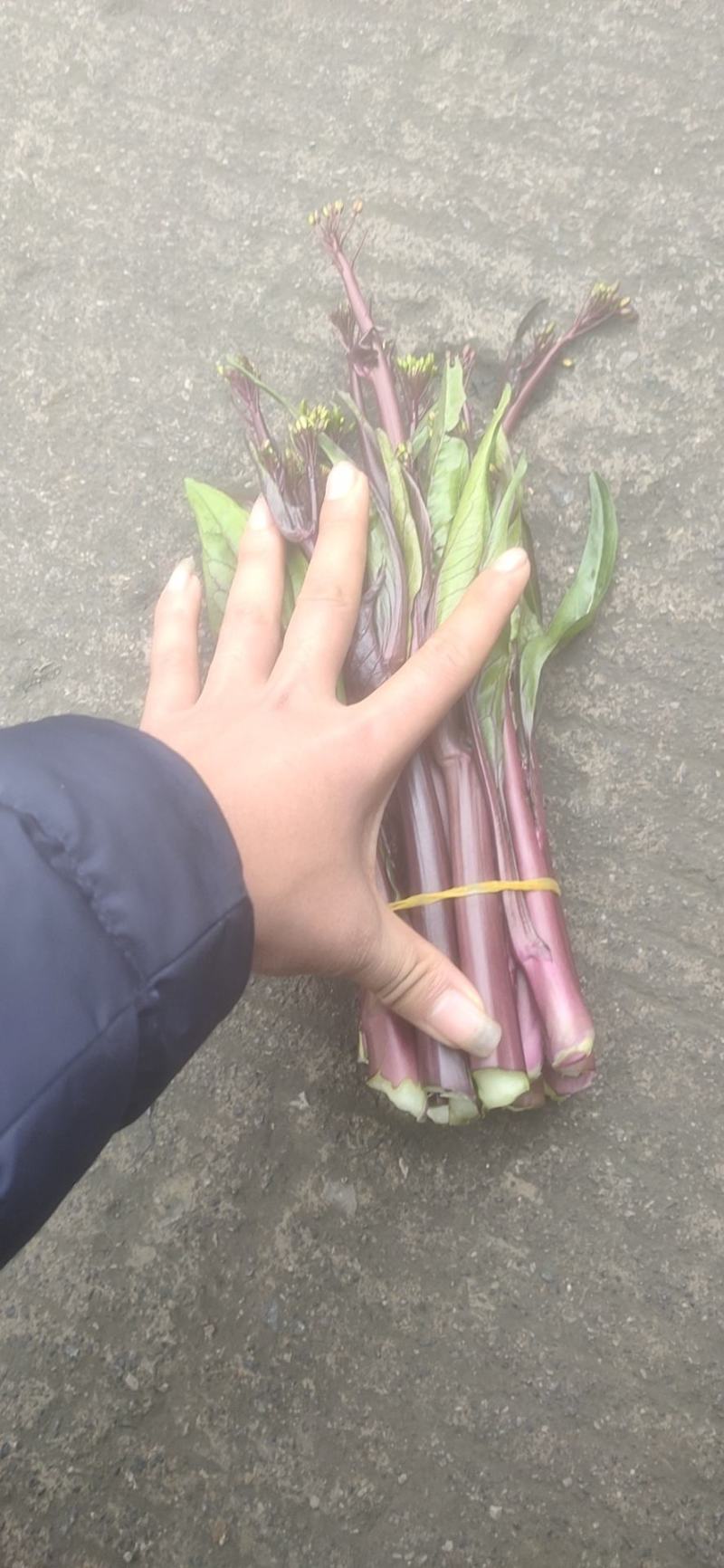 红菜苔
