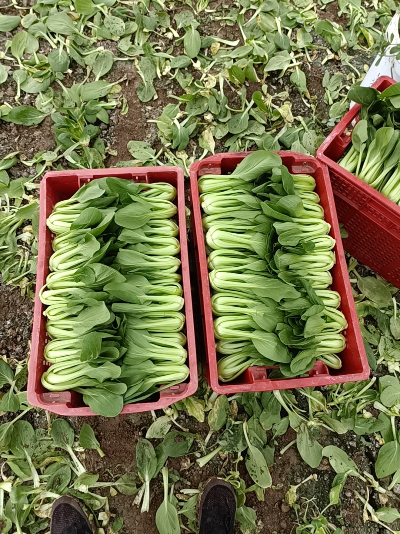精品上海青