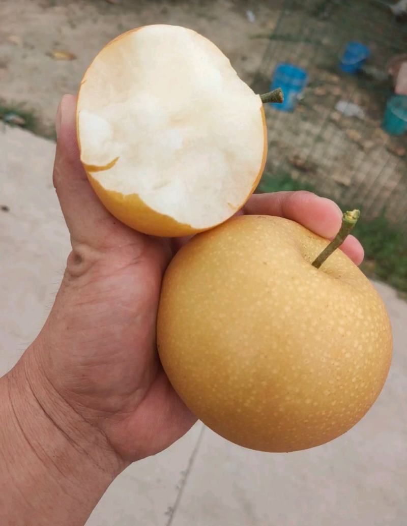 梨树苗秋月梨树苗正宗秋月梨树苗脆甜无渣糖度高保证品种