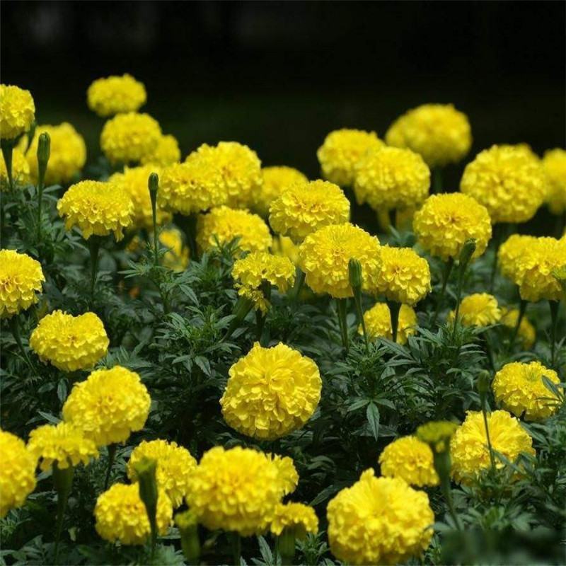 万寿菊种子金菊花蜂窝菊种子四季易种庭院阳台种子景观花海