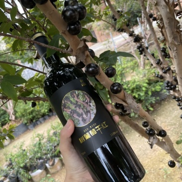 树葡萄嘉宝果纯果树葡萄礼盒包装土豪专属
