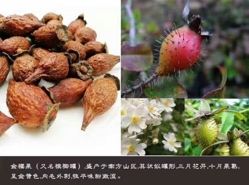 金樱子，一手货源，质量保证，支持一件代发