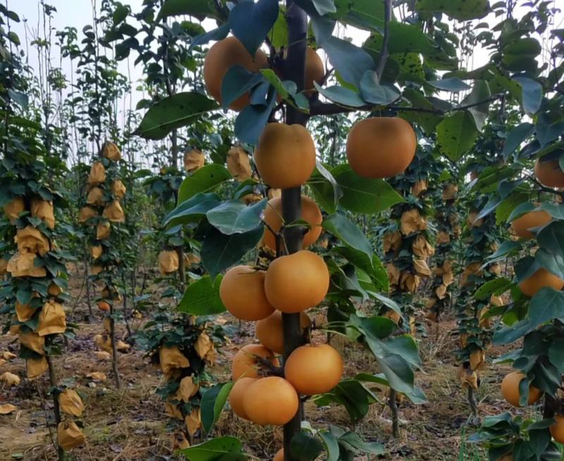 梨树苗柱状梨树苗柱状梨苗基地产量高南北方均可种植保证品