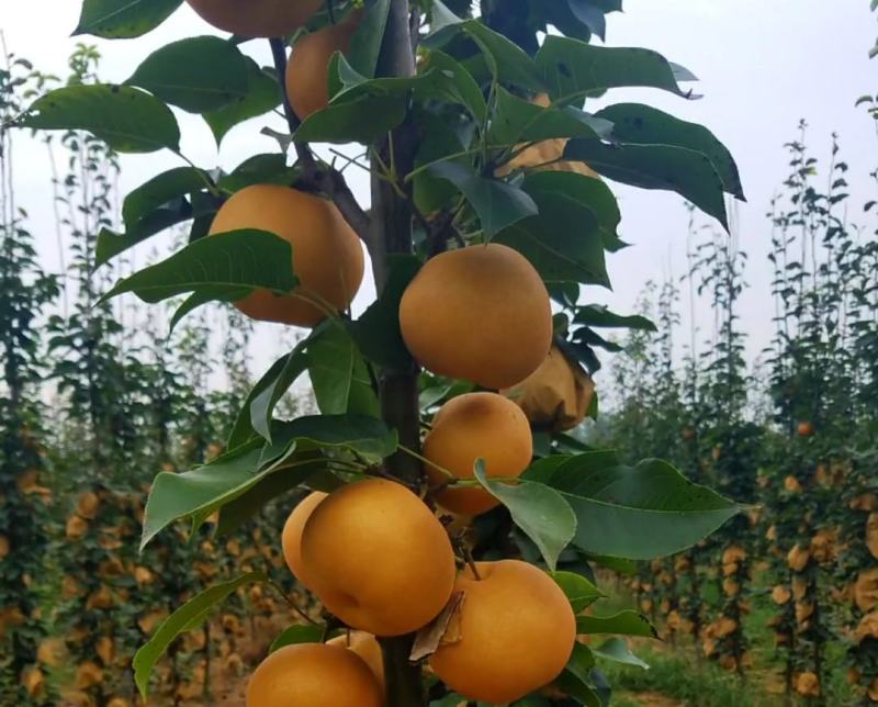 梨树苗柱状梨树苗柱状梨苗基地产量高南北方均可种植保证品