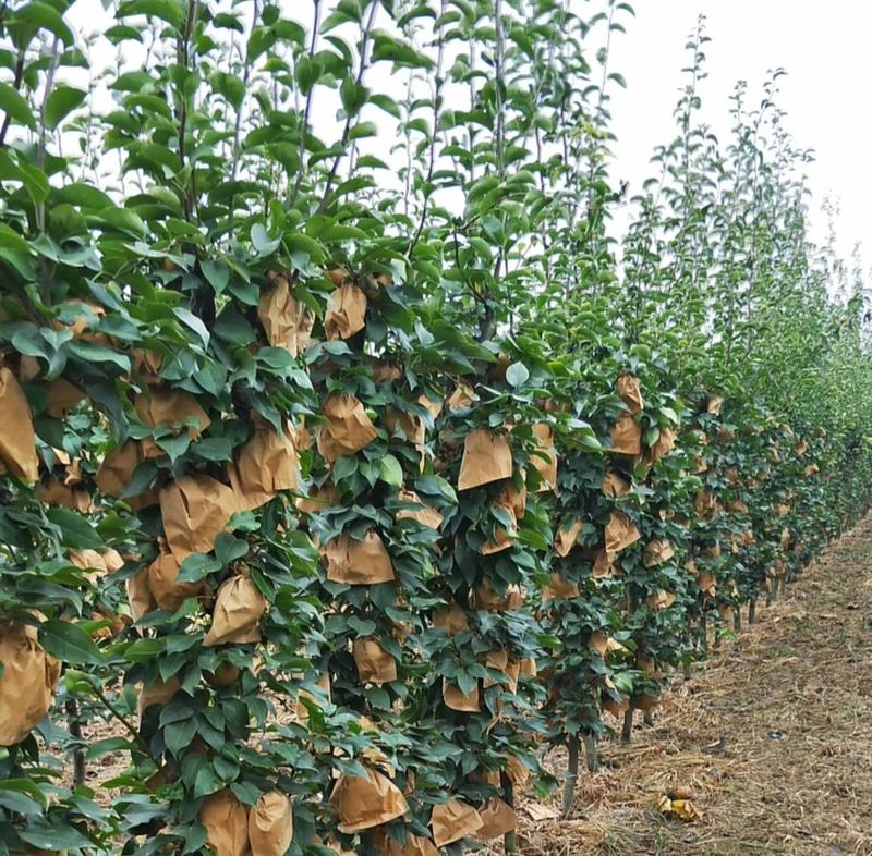 梨树苗柱状梨树苗柱状梨苗基地产量高南北方均可种植保证品