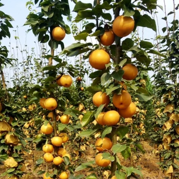 梨树苗柱状梨树苗柱状梨苗基地产量高南北方均可种植保证品