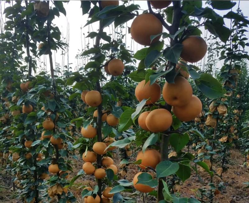 梨树苗柱状梨树苗柱状梨苗基地产量高南北方均可种植保证品