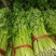 【芹菜】皇后芹菜饶阳冷棚优质芹菜大量上市全国发货