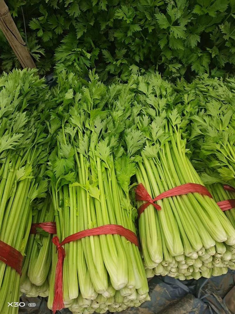【芹菜】皇后芹菜饶阳冷棚优质芹菜大量上市全国发货