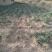 米脂山地红葱