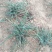 米脂山地红葱
