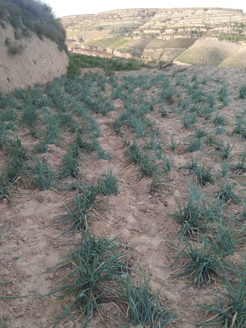 米脂山地红葱