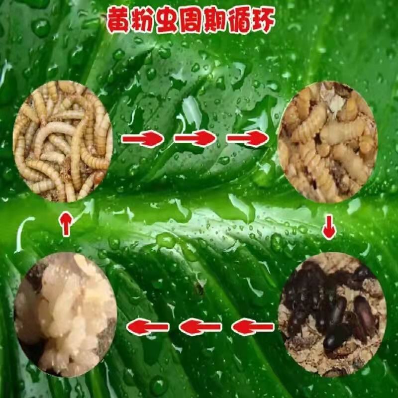 蛋白虫种虫出售教您去养殖，回收！