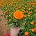 金盏菊种子多年生花种四季易种庭院阳台种子菊花种子