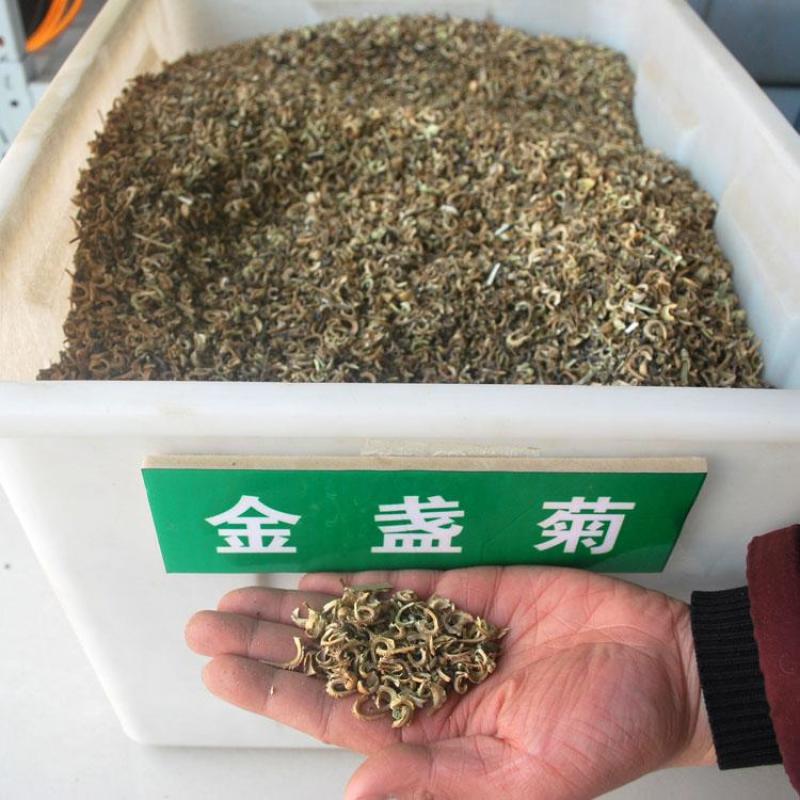 金盏菊种子多年生花种四季易种庭院阳台种子菊花种子