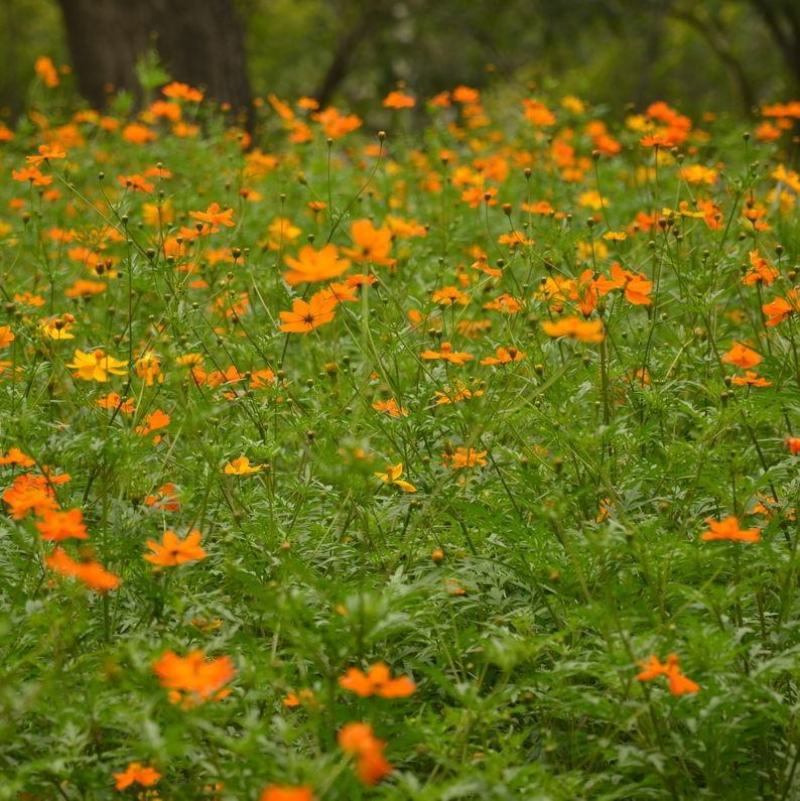 硫华菊种子硫磺菊种子四季易种庭院阳台种子景观花海