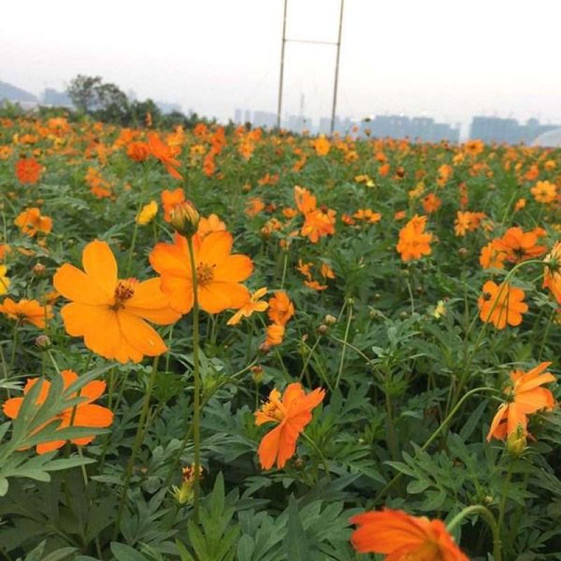 硫华菊种子硫磺菊种子四季易种庭院阳台种子景观花海
