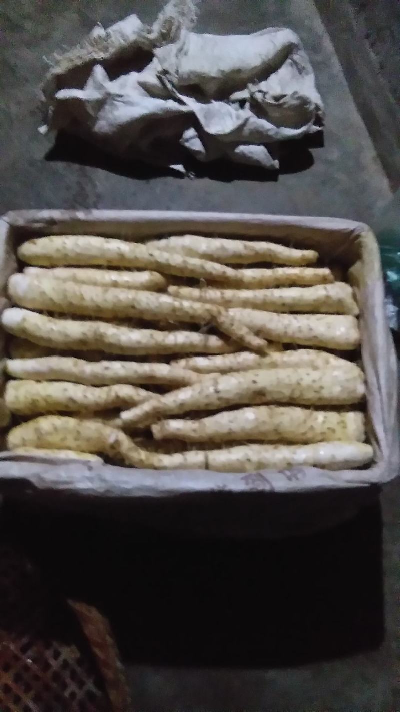 雅安宝兴五龙喇嘛坪生态山药(花山仔)量大从优批发规格齐全