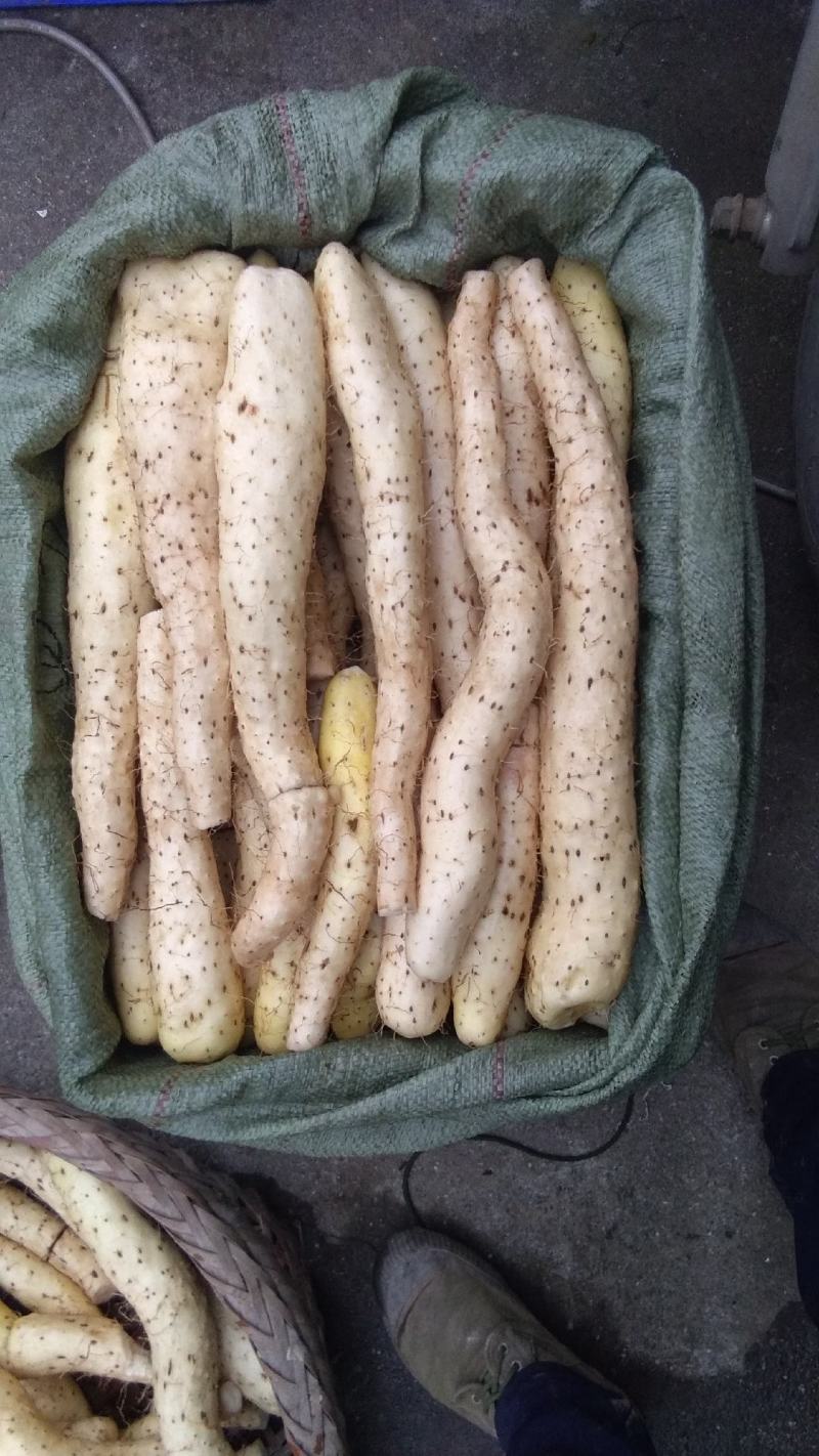 雅安宝兴五龙喇嘛坪生态山药(花山仔)量大从优批发规格齐全