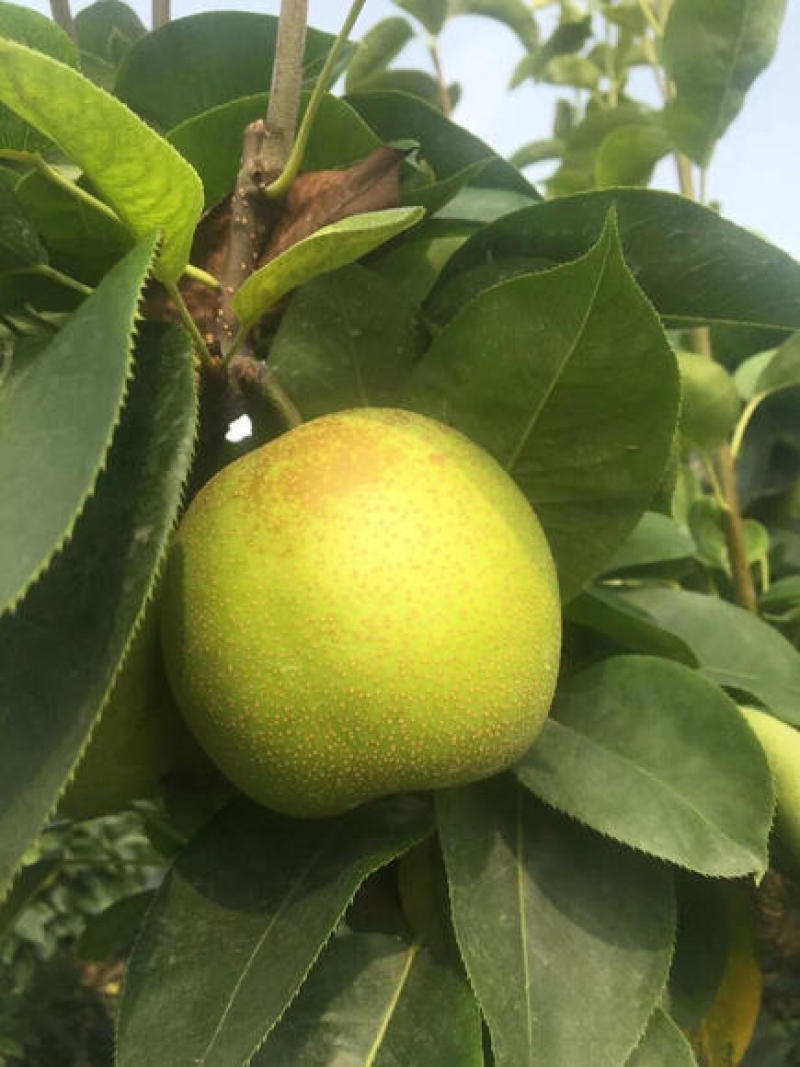 梨树苗翠冠梨苗翠玉梨苗早熟翠冠梨树苗基地保证品种