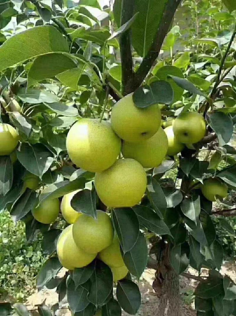 梨树苗翠冠梨苗翠玉梨苗早熟翠冠梨树苗基地保证品种