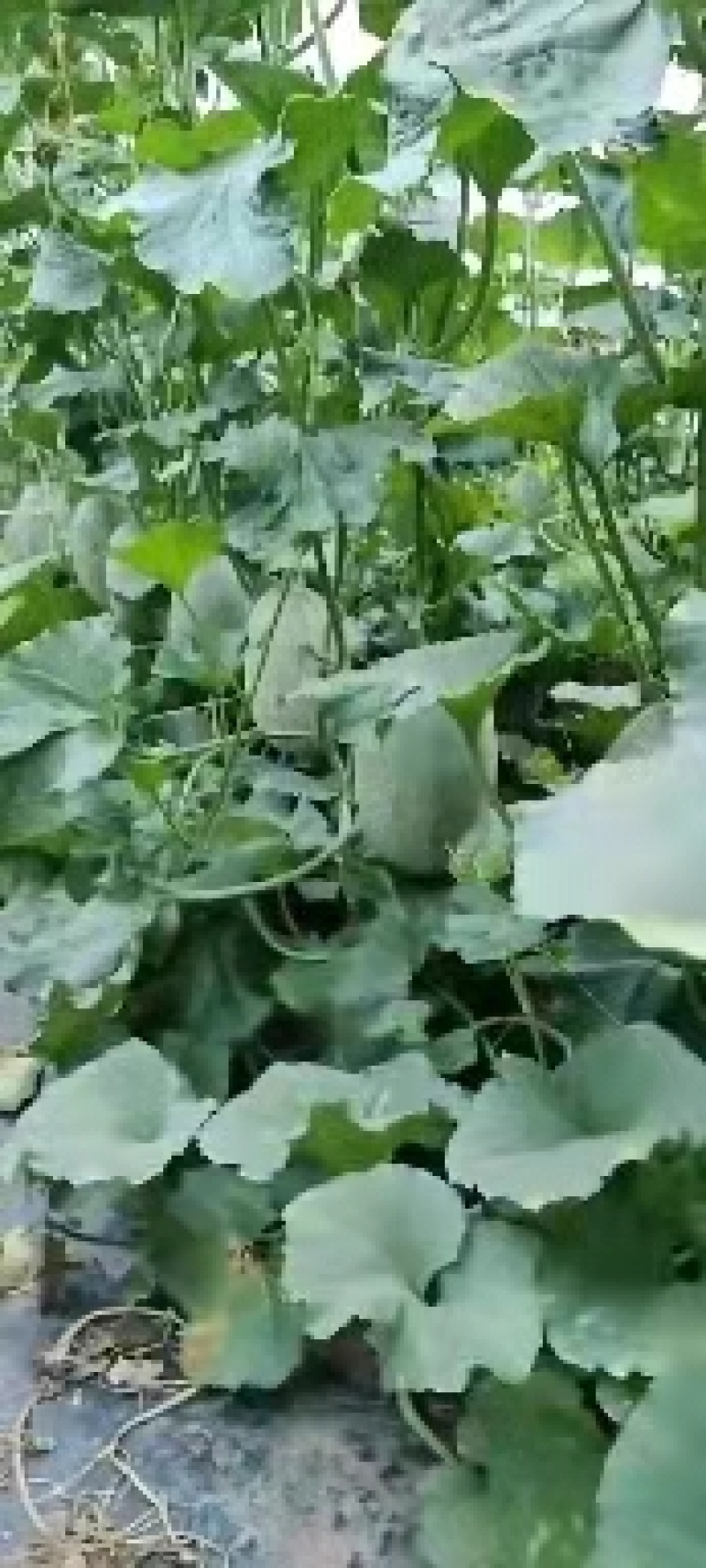 晓蜜25哈密瓜当季水果西州蜜网纹哈密瓜