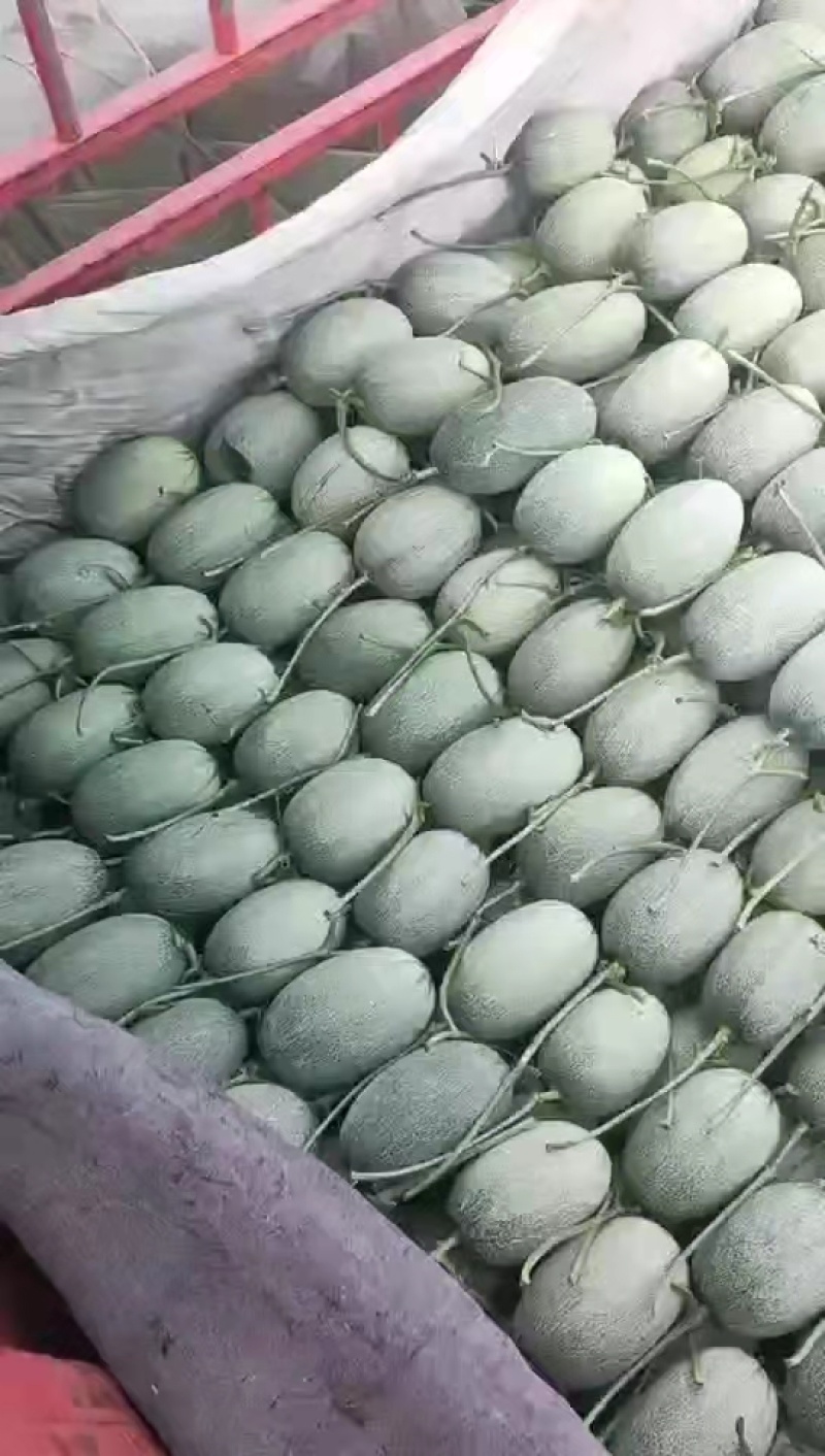 晓蜜25哈密瓜当季水果西州蜜网纹哈密瓜