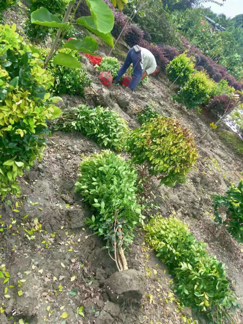 金森女贞球价格成都金森女贞球种植基地苗木报价