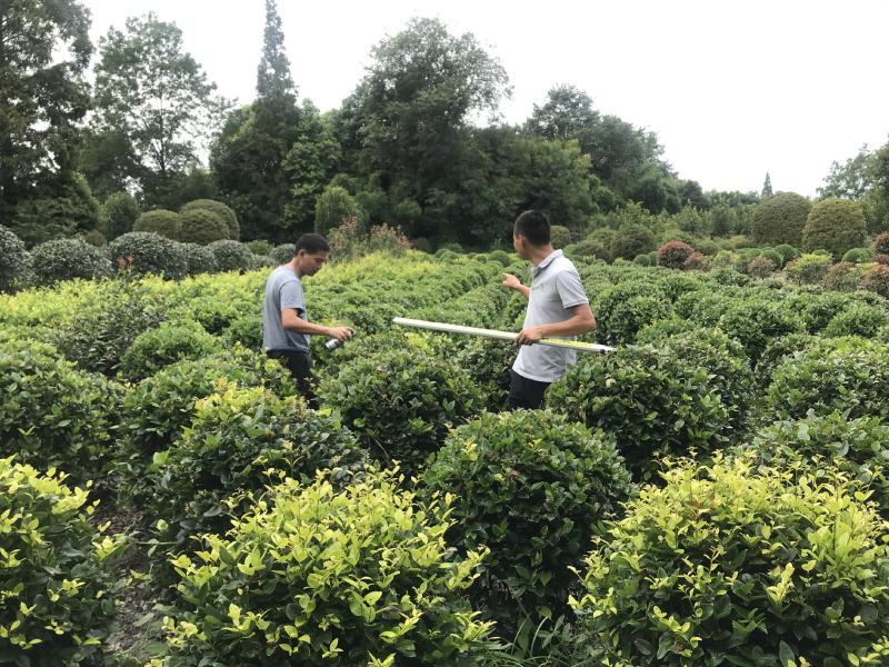 金森女贞球价格成都金森女贞球种植基地苗木报价