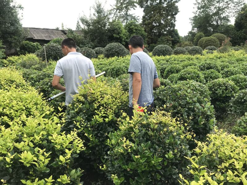 金森女贞球价格成都金森女贞球种植基地苗木报价