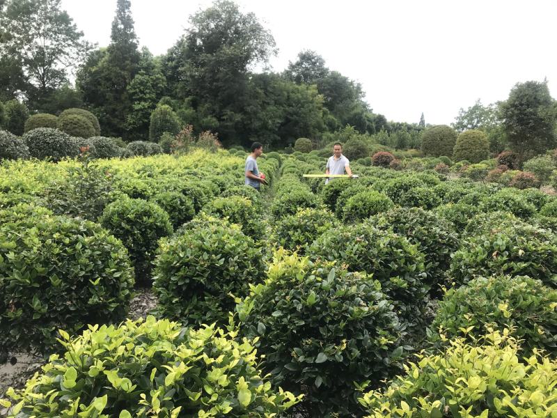 金森女贞球价格成都金森女贞球种植基地苗木报价