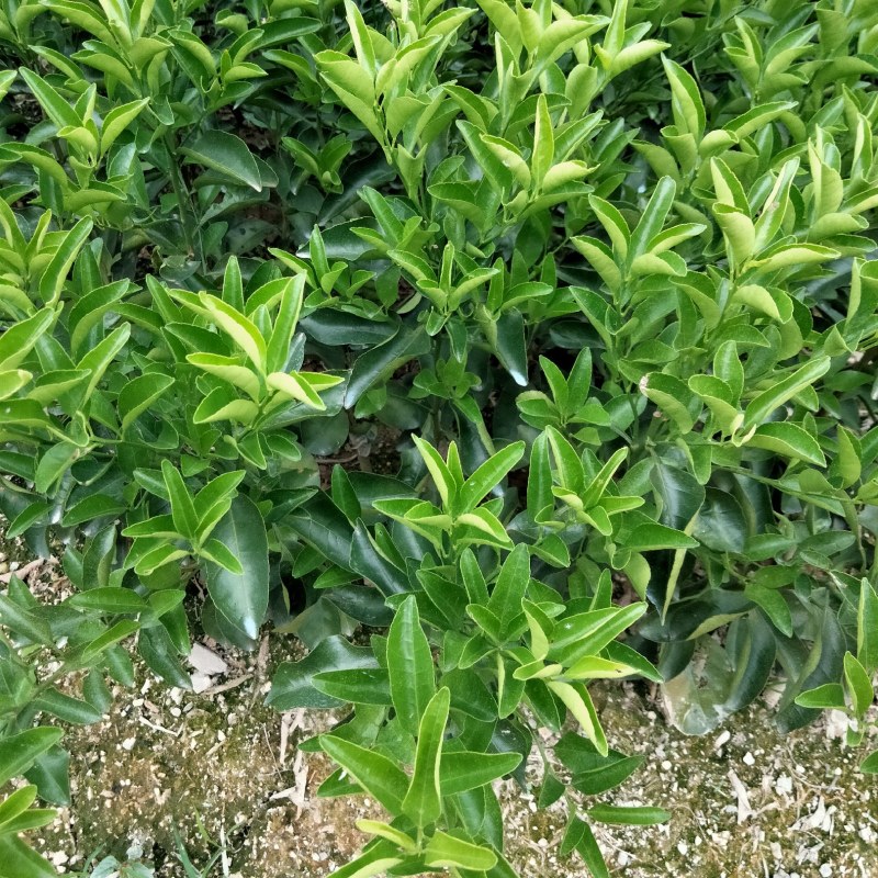 青皮蜜桔果苗一年苗，品种正宗，欢迎来苗场参观购买假一赔十