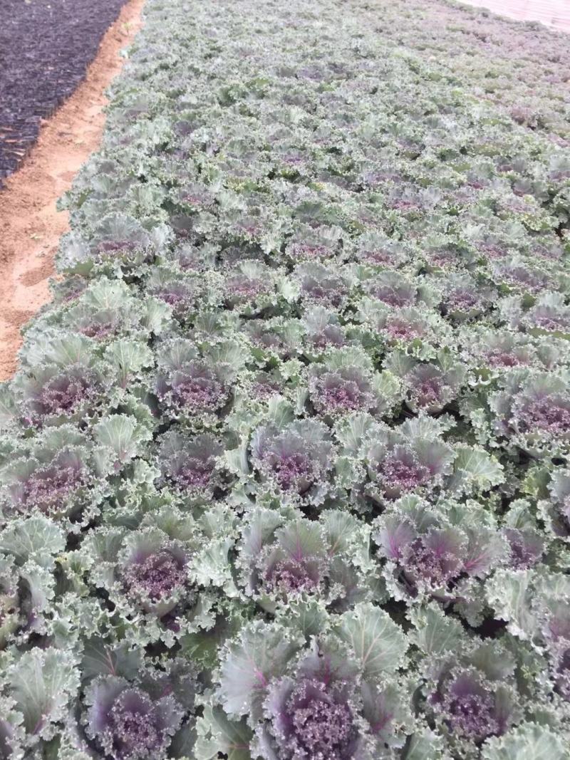 羽衣甘蓝，品种有鸽系，有欧系的，山东青州基地直销大量有货