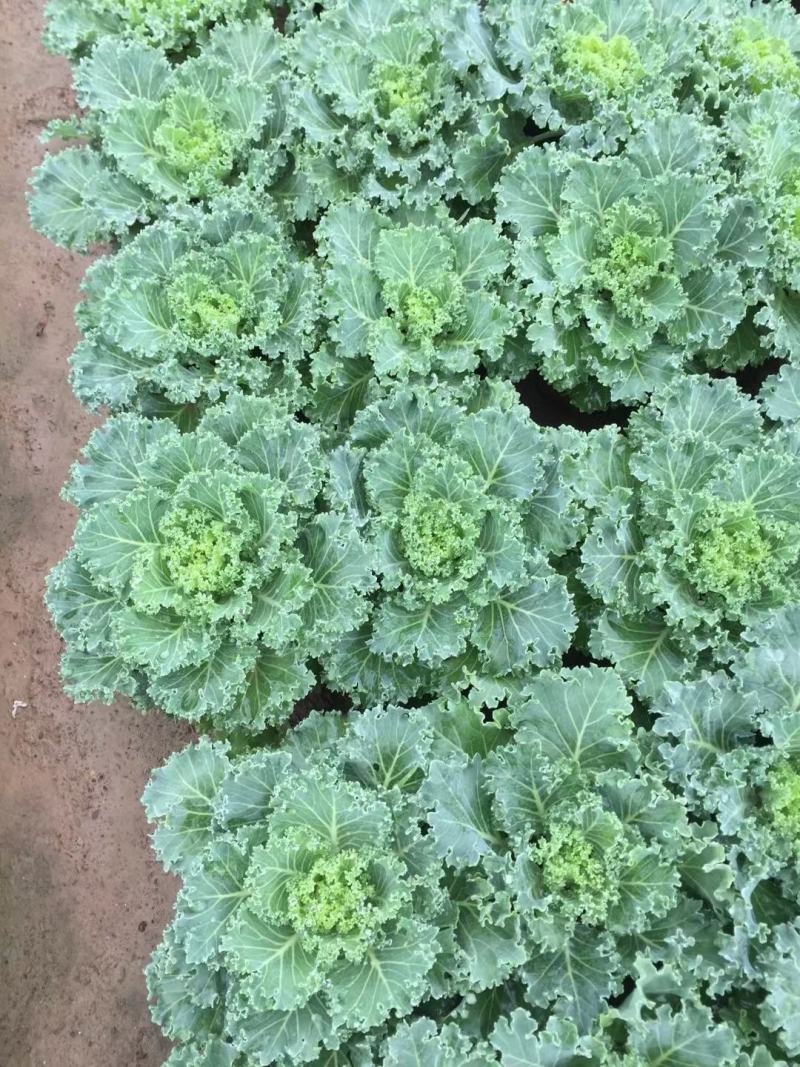 羽衣甘蓝，品种有鸽系，有欧系的，山东青州基地直销大量有货