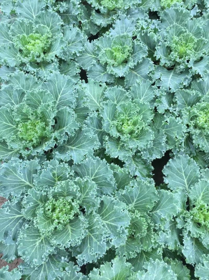 羽衣甘蓝，品种有鸽系，有欧系的，山东青州基地直销大量有货
