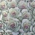 羽衣甘蓝，品种有鸽系，有欧系的，山东青州基地直销大量有货