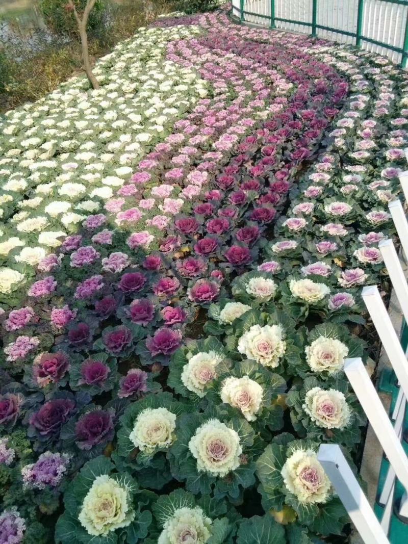 羽衣甘蓝，品种有鸽系，有欧系的，山东青州基地直销大量有货