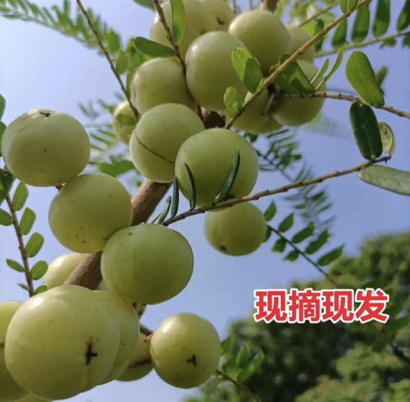 【招代理】广西柿饼甜油柑果牛柑果百亩果园直供